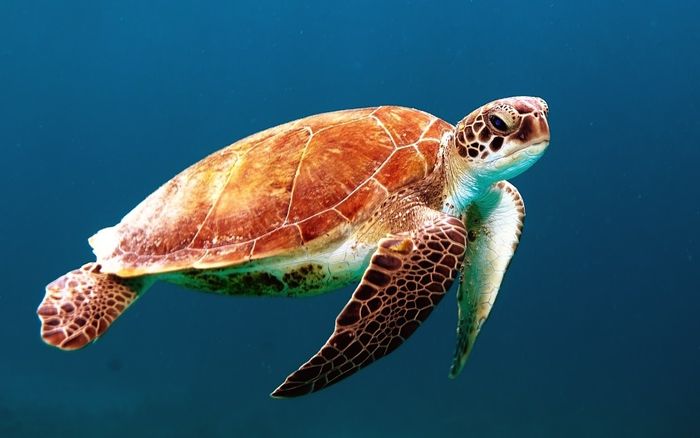 A sea turtle, which probably has microplastics in its gut.