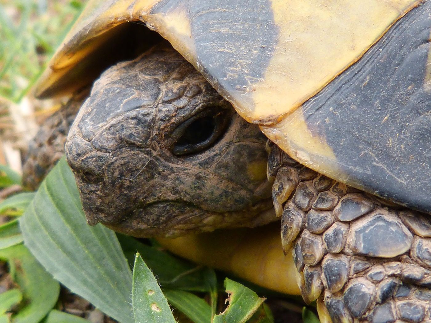 Turtles today hide their heads in their shells for protection, but in ancient times, they might have used this feature as a lunging tactic to nab their prey.