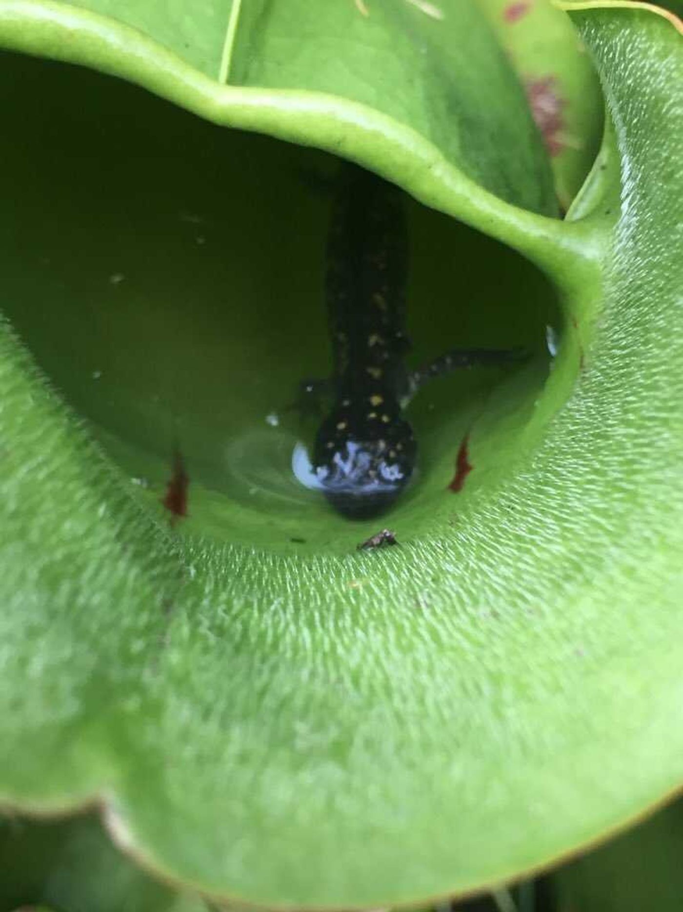 A salamander inside of one of Ontario's pitcher plants.