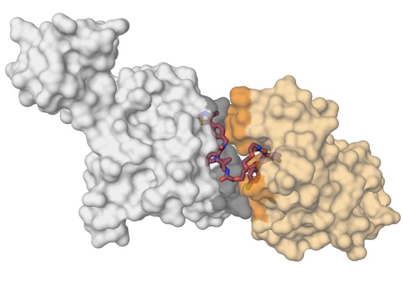 The E3 ligase protein VHL (in grey) in complex with the small molecule MZ1 (in raspberry) and 'kissing' the protein BRD4 (in yellow). Upon receiving this deadly `kiss', BRD4 is targeted for degradation. / Credit: Xavier Lucas, Alessio Ciulli, University of Dundee