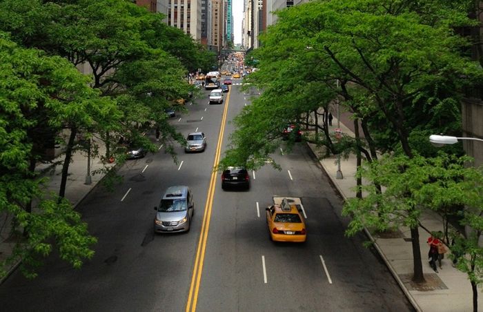 Tree Growth Acceleration is More Noticeable in Urban Areas | Plants And  Animals