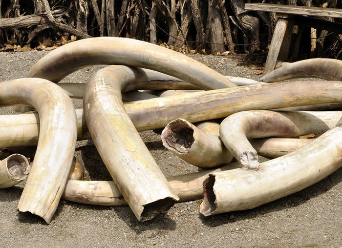 Efforts to end poaching for elephants in Africa may be paying off, but more needs to be done.
