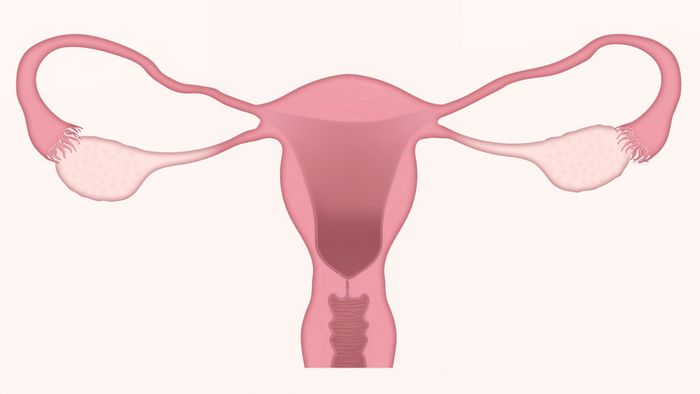 Ovaries illustration 
