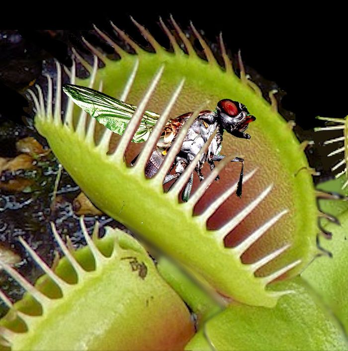 Venus flytraps close up on their prey and then slowly digest it.