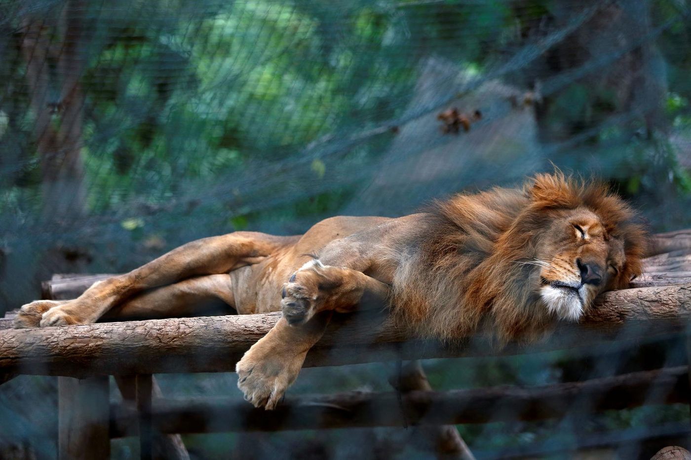 A malnourished lion sleeping in the zoo.