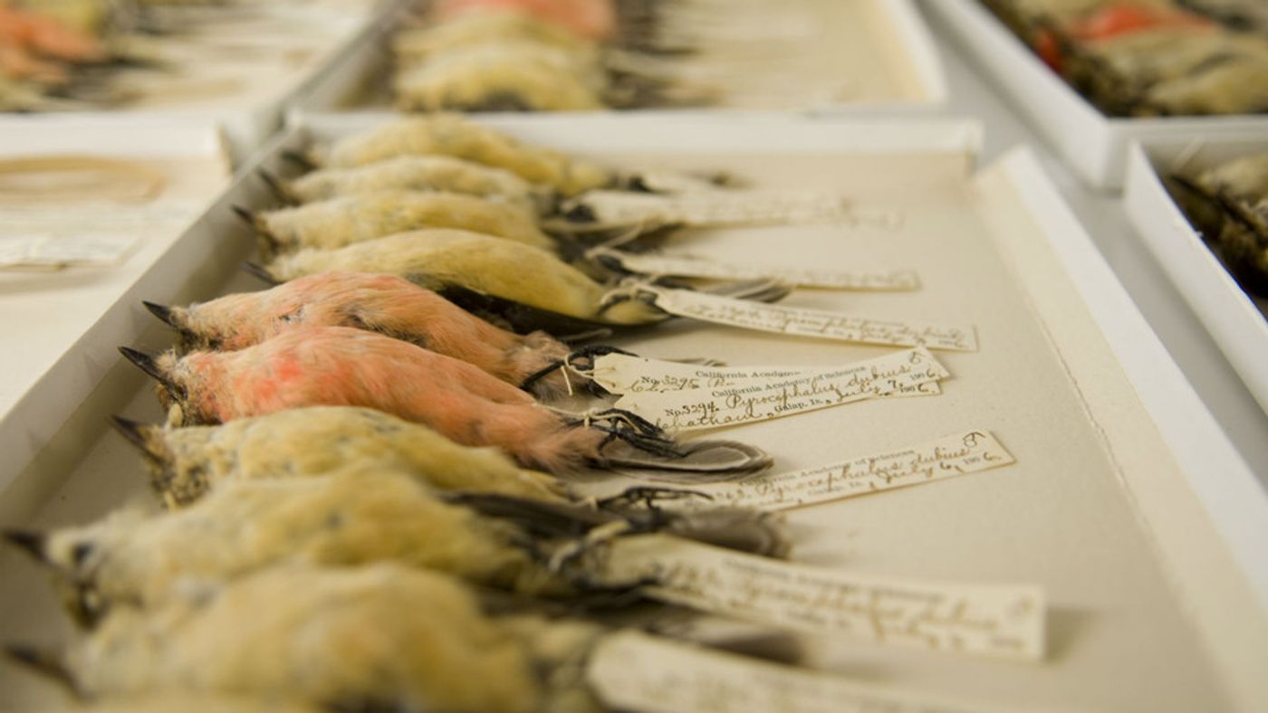 Specimens of the Vermilion Flycatcher from the California Academy of Sciences.