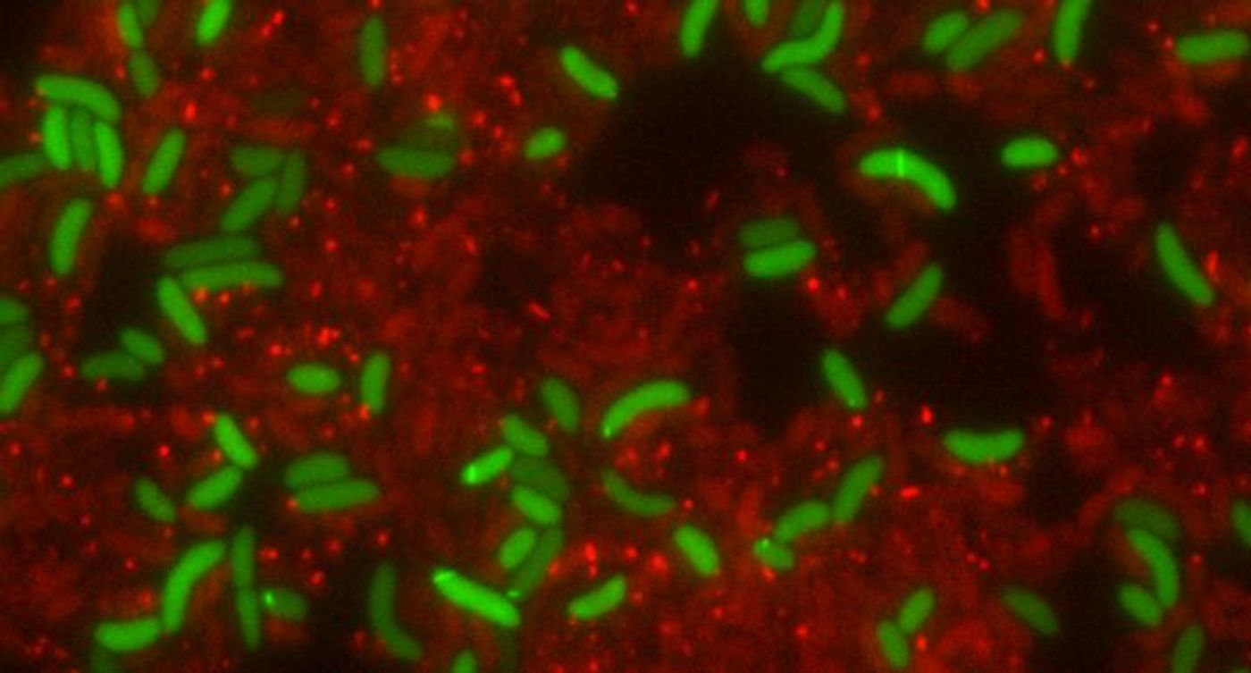 Vibrio cholerae bacteria (green) recycle T6SS proteins of the attacking sister cells (red) to build their own spear gun (light green intracellular structure). / Credit University of Basel