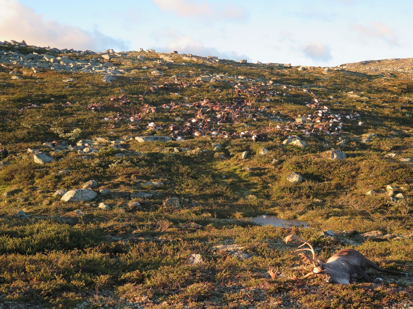 A photograph taken of the 323 deceased reindeer from Norway.