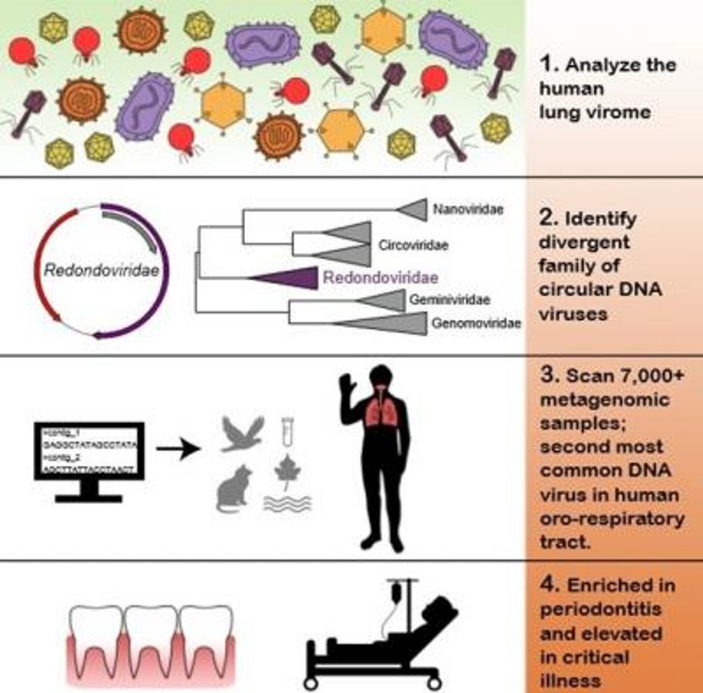 New sequencing techniques are uncovering a world of new viruses. / Credit: Penn Medicine