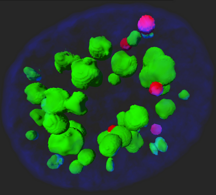 Nuclear speckles (green) shown inside a host cell nucleus. Protein complexes (red/pink) regulate its assembly and function. / Credit: UT Southwestern Medical Center