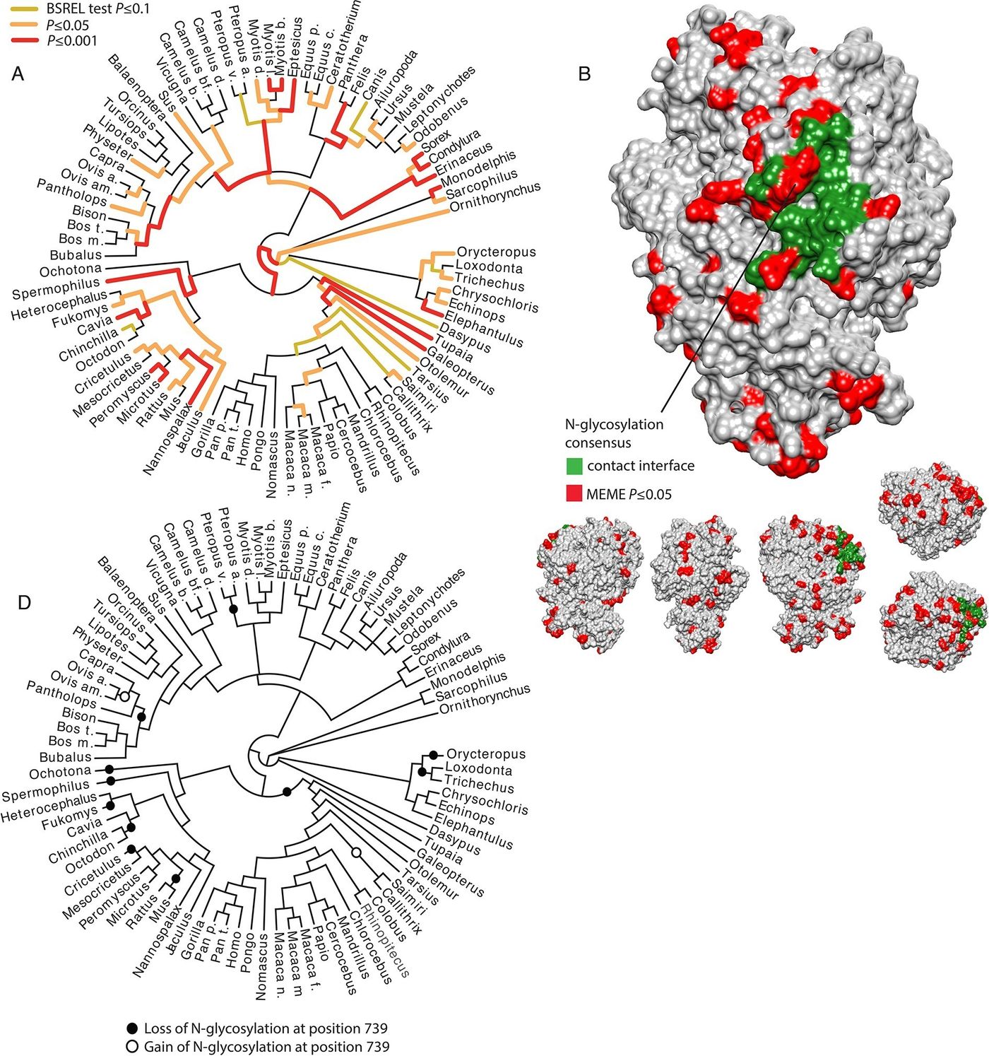 Patterns of adaptation to coronaviruses in Aminopeptidase N. This protein has repeatedly adapted during mammalian evolution to evade binding by coronaviruses. (A) BS-REL test results for ANPEP in a tree of 84 mammalian species. (B) Contact surface with PRCV and TGEV on ANPEP structure (PDB 4FYQ). The figure includes visualizations of all the six different faces of ANPEP. / Credit: Image Courtesy of David Enard