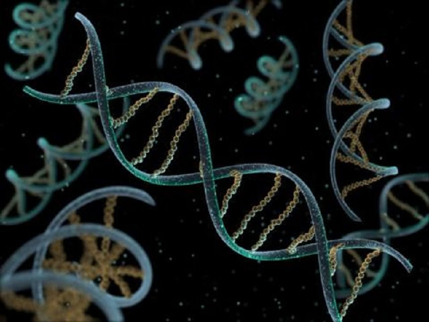 A DNA virus has DNA as its genetic material and replicates using DNA-dependent DNA polymerase. Source: Tech Times