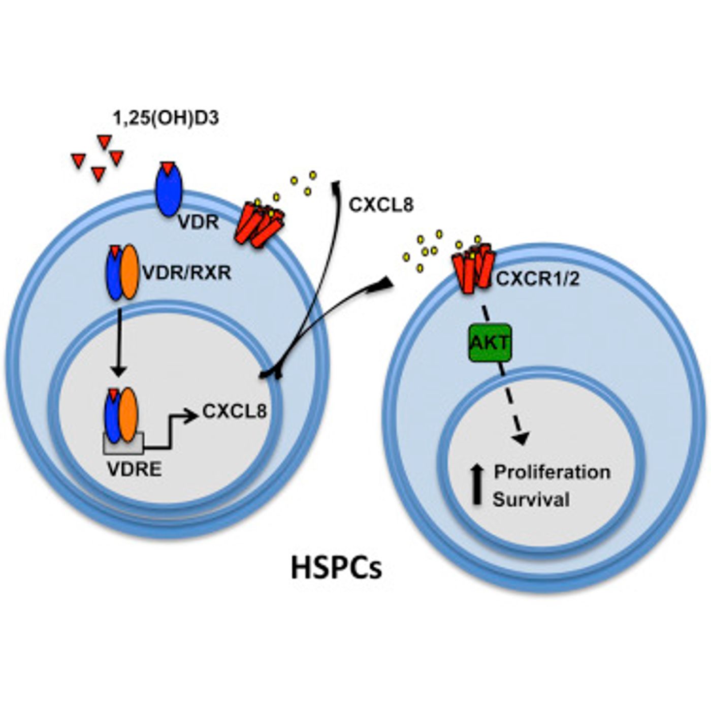 Here, we demonstrate that 1,25(OH)D3 availability modulates zebrafish hematopoietic stem and progenitor cell (HSPC) production. / Credit: Cell Reports Cortes et al