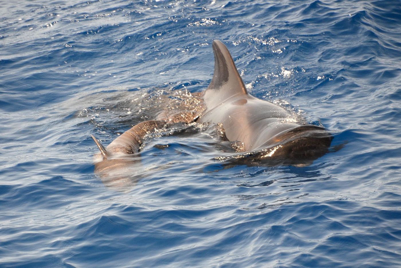 Whales, such as the pilot whales pictured here, are beaching themselves at an unprecedented rate.