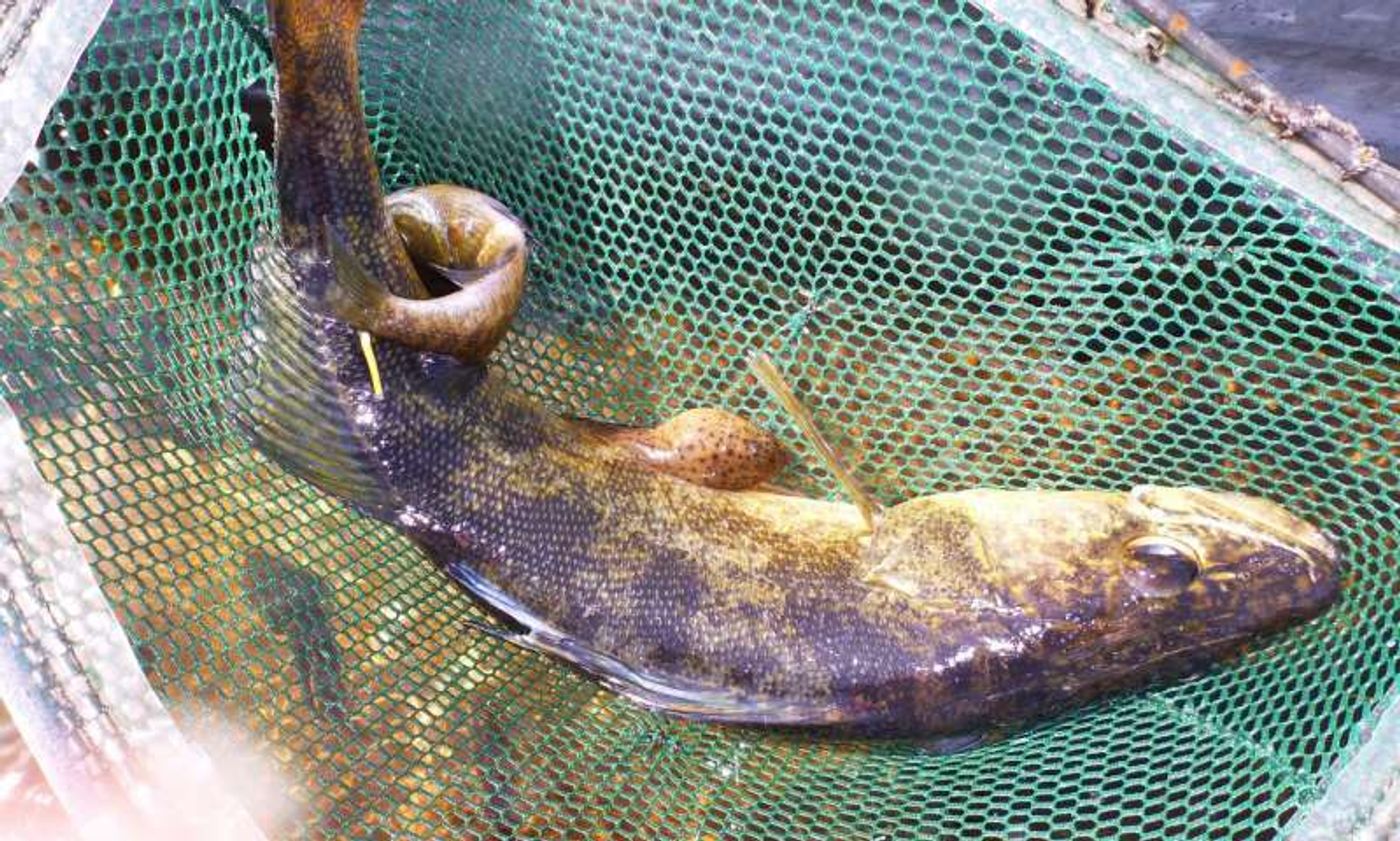 A walleye fish captured during the scientific study.