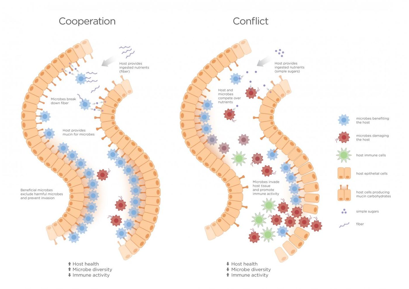 Reduction of conflict can lower costs associated with conflict to both host and microbiota. Host immune tolerance may have evolved as a way of managing conflict, reducing destructive host inflammation and microbiota virulence in the microbiome. Graphic by Jason Drees for the Biodesign Institute.