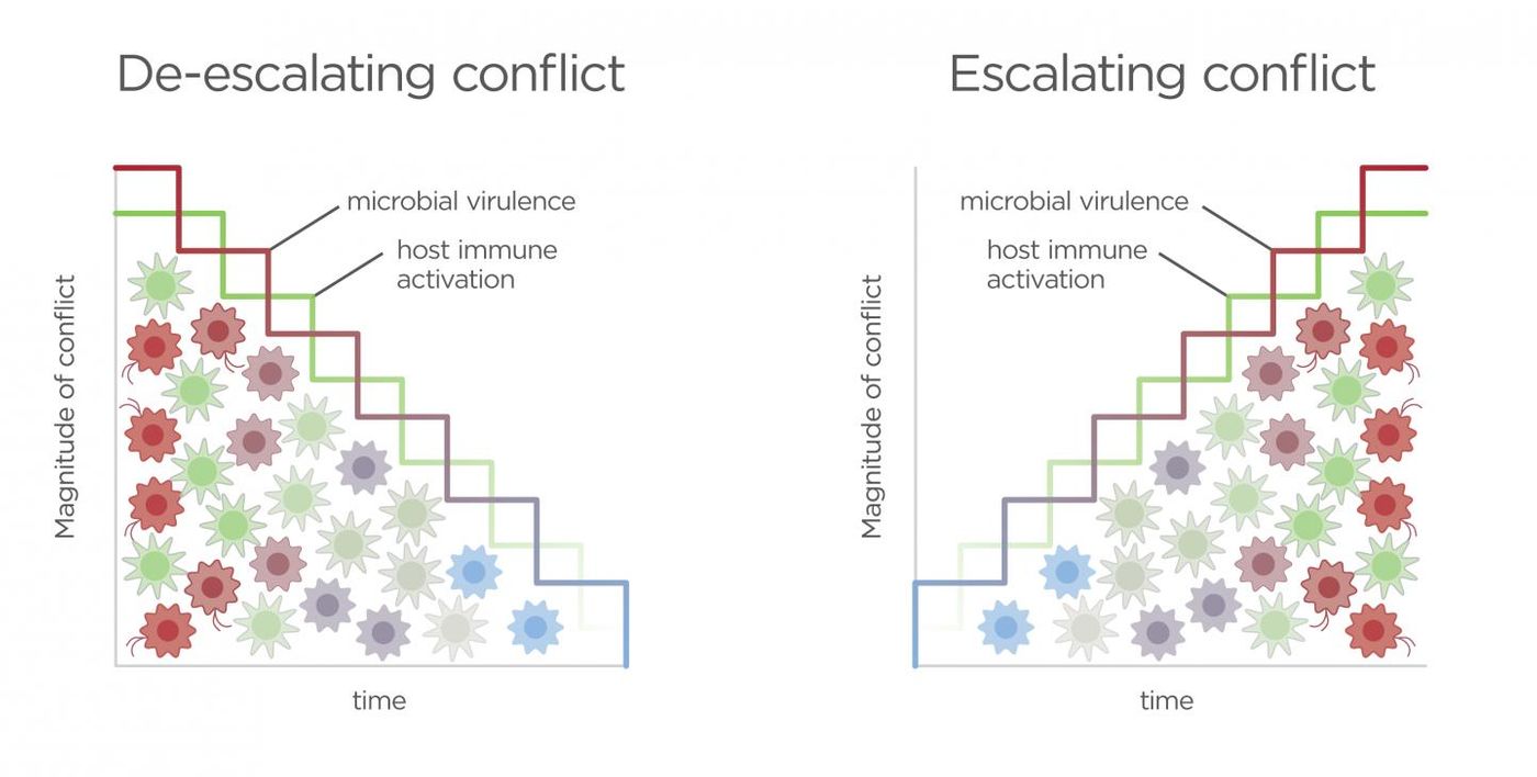  Conflict increases between host and microbiota when fueled by a competitive arms race. Immune resistance is triggered by microbial signals associated with invasion while inflammation causes increased virulent microbial gene expression. Positive feedback perpetuates an escalating conflict resulting in increasing costs and a negative outcome for both parties. Graphic by Jason Drees for the Biodesign Institute.