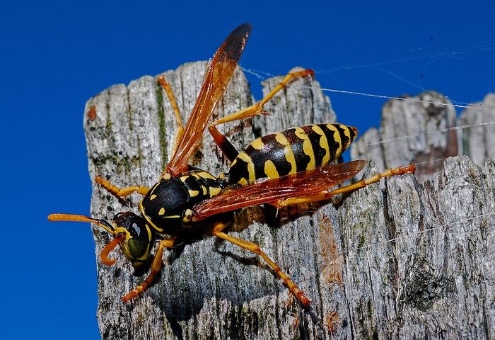 Wasps are just as important as bees, so why does the public hate the former and prefer the latter?