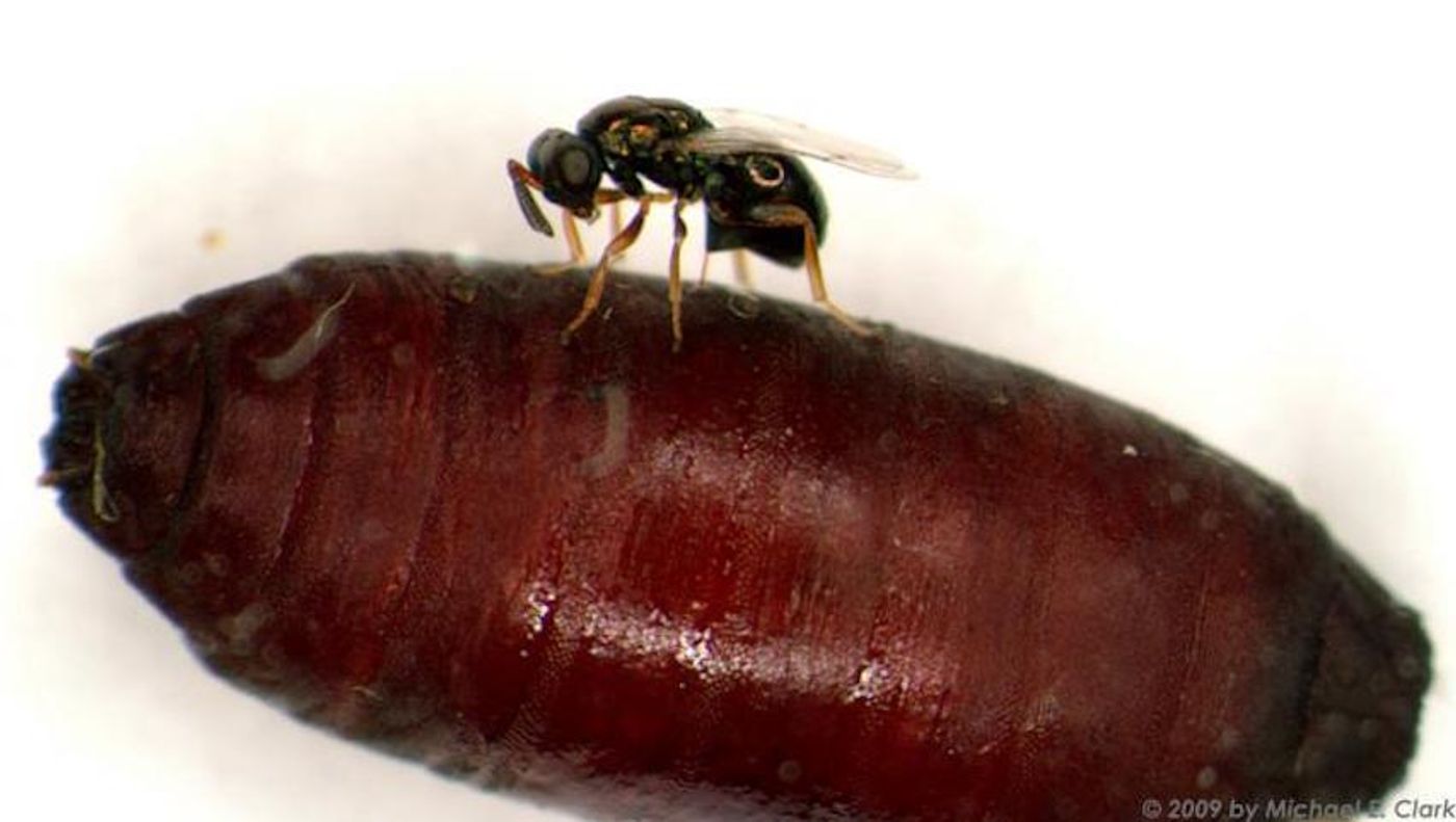 Female parastic wasp injects venom in fly pupa host. / Credit: Michael E. Clark