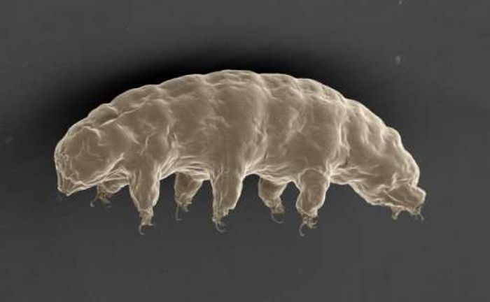 Scanning electron microscopy images of the extremotolerant tardigrade, R. varieornatus, in the hydrated condition. / Credit: Nature Communications Hashimoto et al