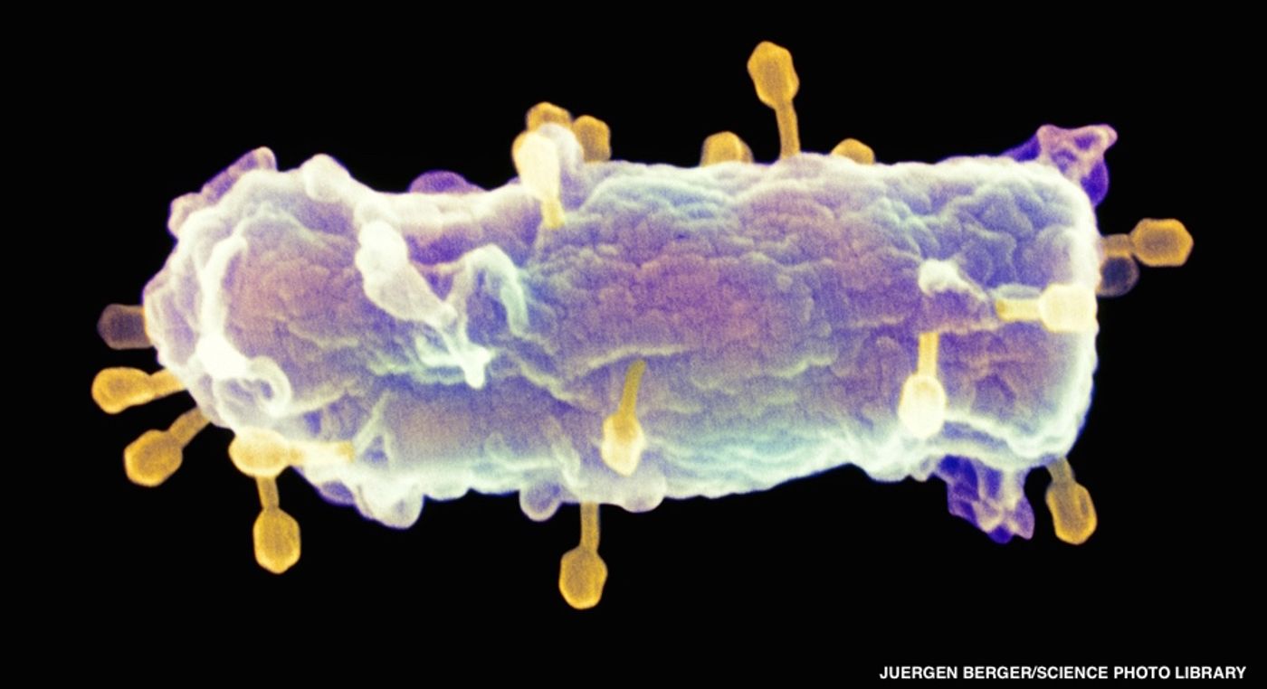 Bacteriophages infecting a bacterium