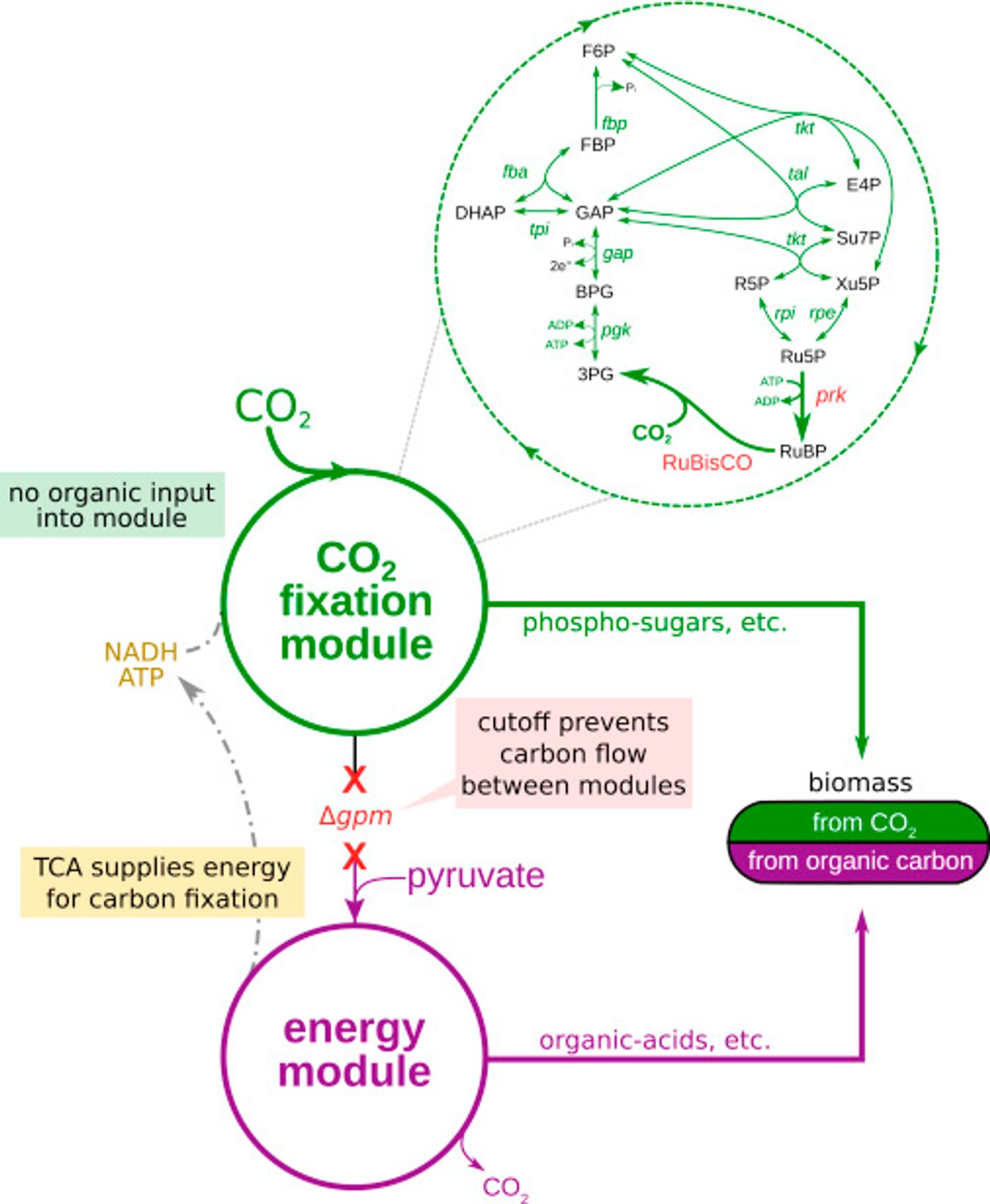 Decoupling Energy Production and Carbon Fixation in E. coli to Achieve Dual Growth Modes- Two enzymes are needed to complete a carbon fixation cycle in E. coli: RuBisCO, and prk. Other reactions required for reduction and substrate regeneration phases are endogenous to the metabolic network of the host, as part of gluconeogenesis and the pentose phosphate pathway. Deletion of the phosphoglycerate mutase genes (?gpmA and ?gpmM) disrupts carbon flow in the glycolytic/gluconeogenic backbone and generates two disconnected sub-networks: (1) a carbon fixation module containing upper glycolysis, the pentose phosphate pathway, and the two foreign enzymes and (2) an energy module, containing lower glycolysis and the TCA cycle, supplying reducing power and ATP.