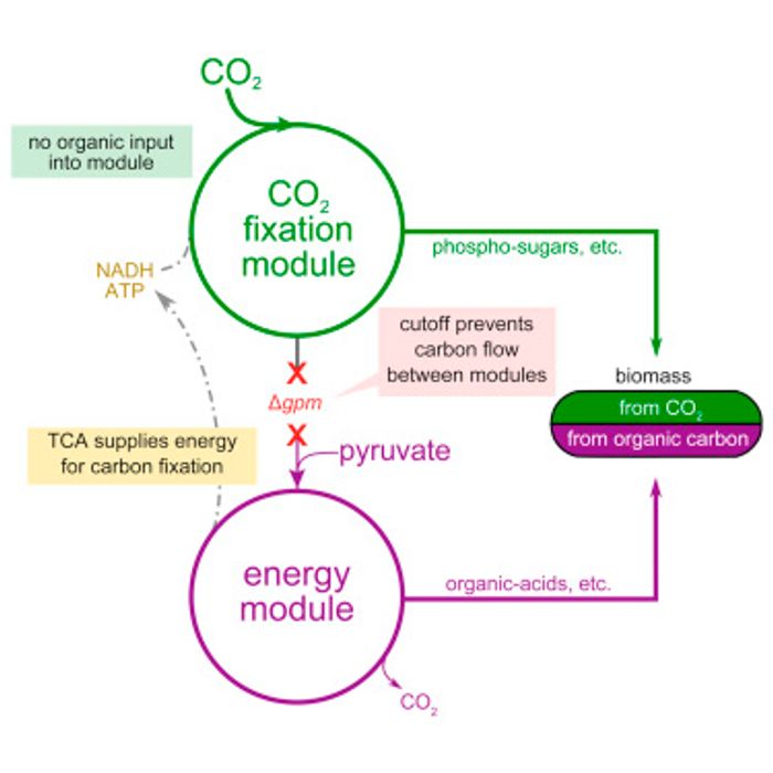 The researchers asked how difficult is it to evolve from one trophic mode of growth to another? Specifically, can the ability to synthesize biomass from CO2 be introduced into a heterotrophic organism?