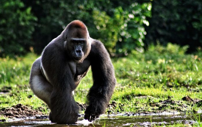 More than half the population of Eastern lowland gorillas has been lost since the 1990s, leaving just a few thousand left in the wild. Photo: www.keyword-suggestions.com