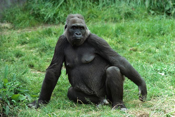Female gorillas have been documented partaking in homosexual behavior for the first time.