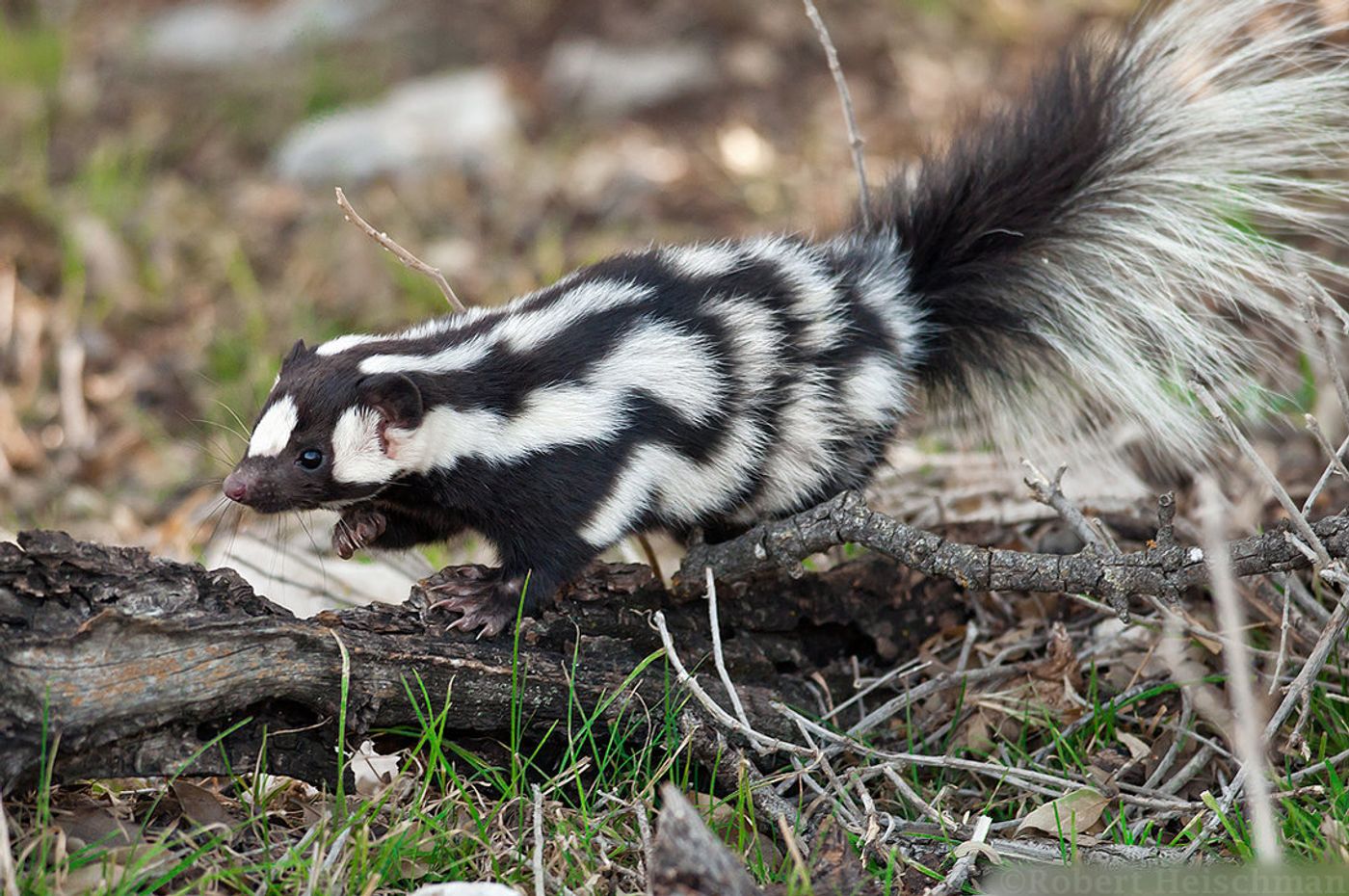 The Western spotted skunk could teach us more about how climate change impacts the evolution of animal species.