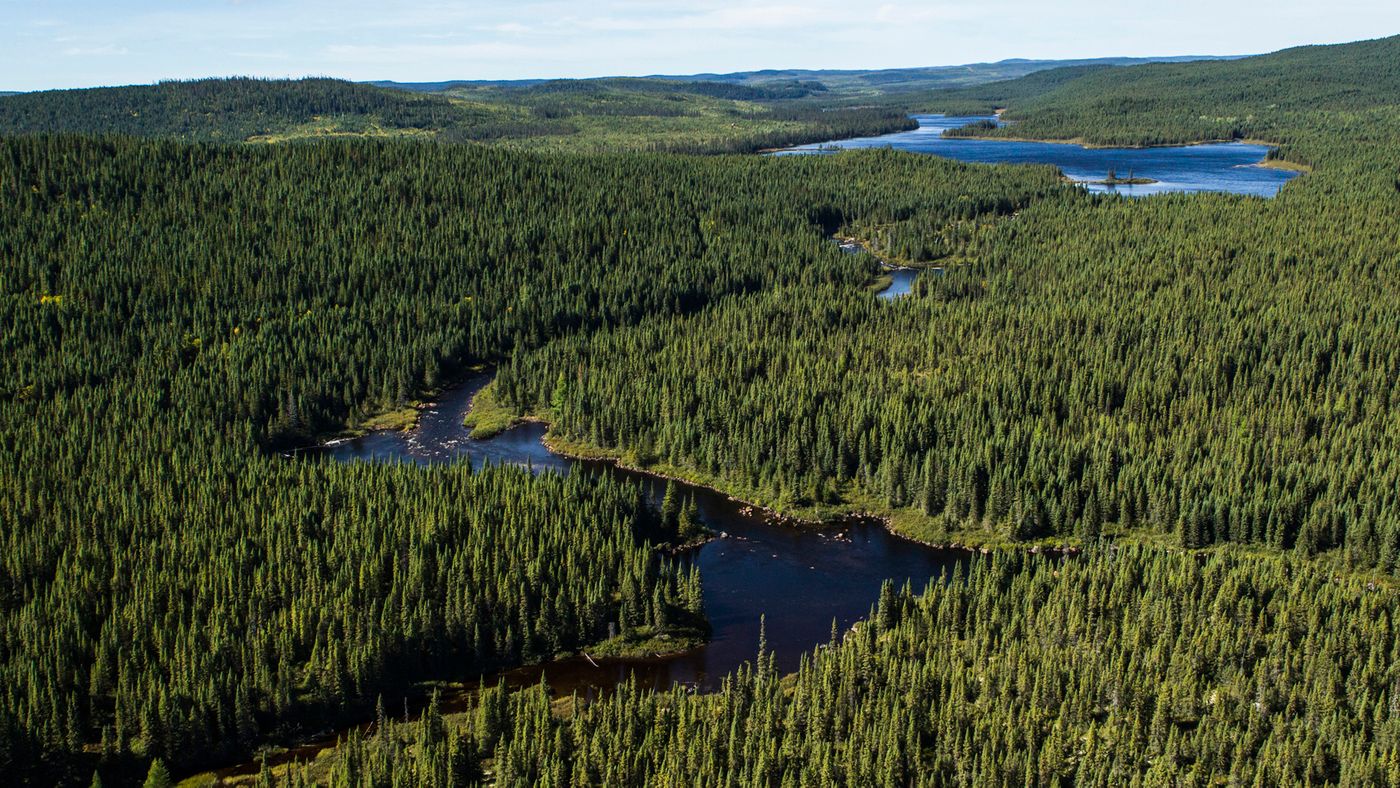 These forests are important carbon sinks. Photo: Boreal Forest Facts