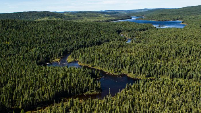 These forests are important carbon sinks. Photo: Boreal Forest Facts