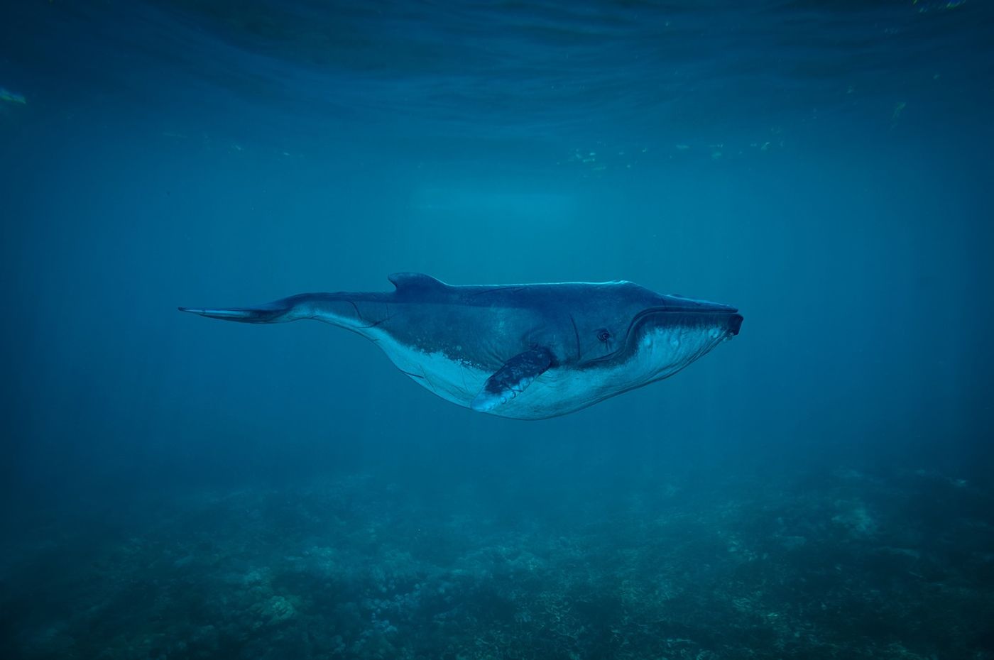 Humpback whales are dying in larger numbers than usual, and experts don't know why.