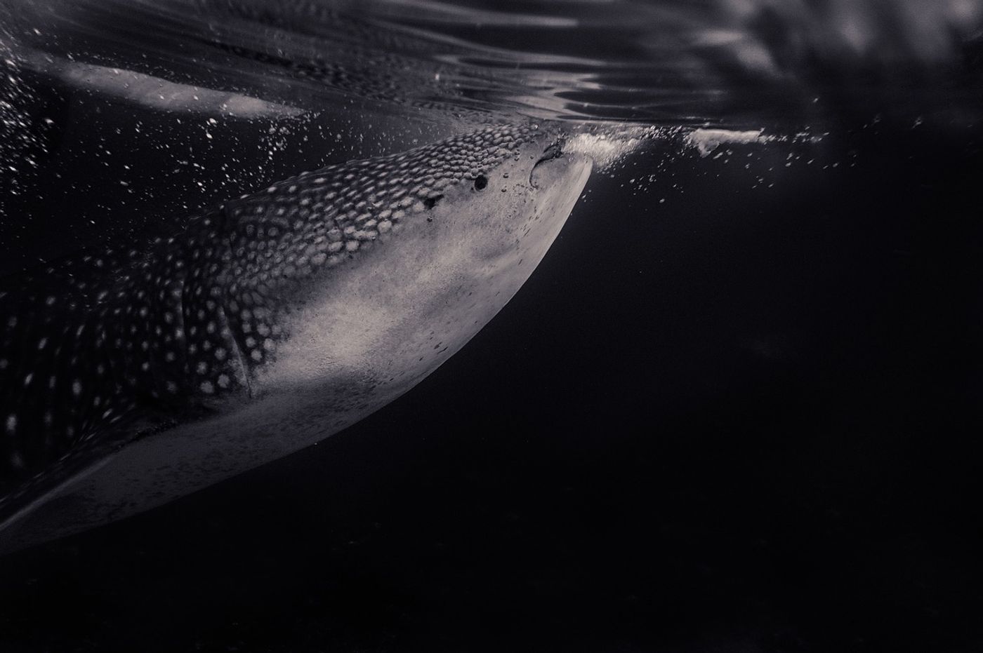 It's not a whale, and it's probably not what you imagine when you think of a shark. But it's a whale shark!