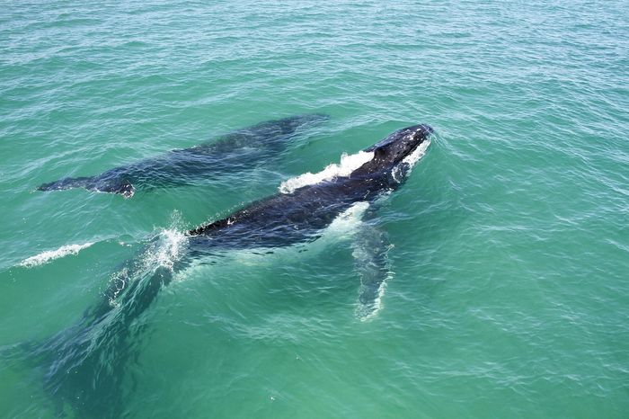 Do humpback whale calves 'whisper' to avoid predators?