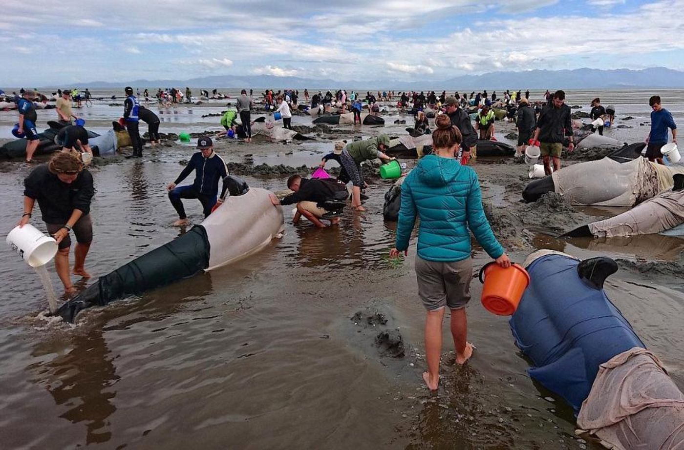 Volunteers attend to some of the hundreds of stranded pilot whales still alive after one of New Zealand's largest recorded mass strandings. Photo: Reuters