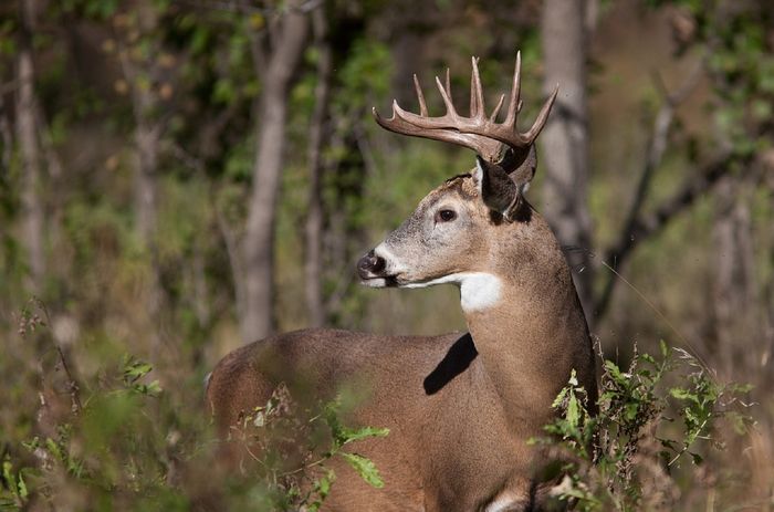 White-tailed deer are eating too many native plants and allowing invasive plant species to thrive.