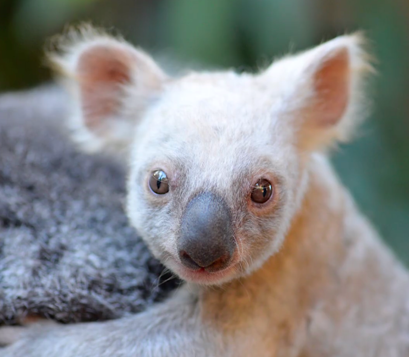 The female white koala joey hitches a ride on her mother's back.