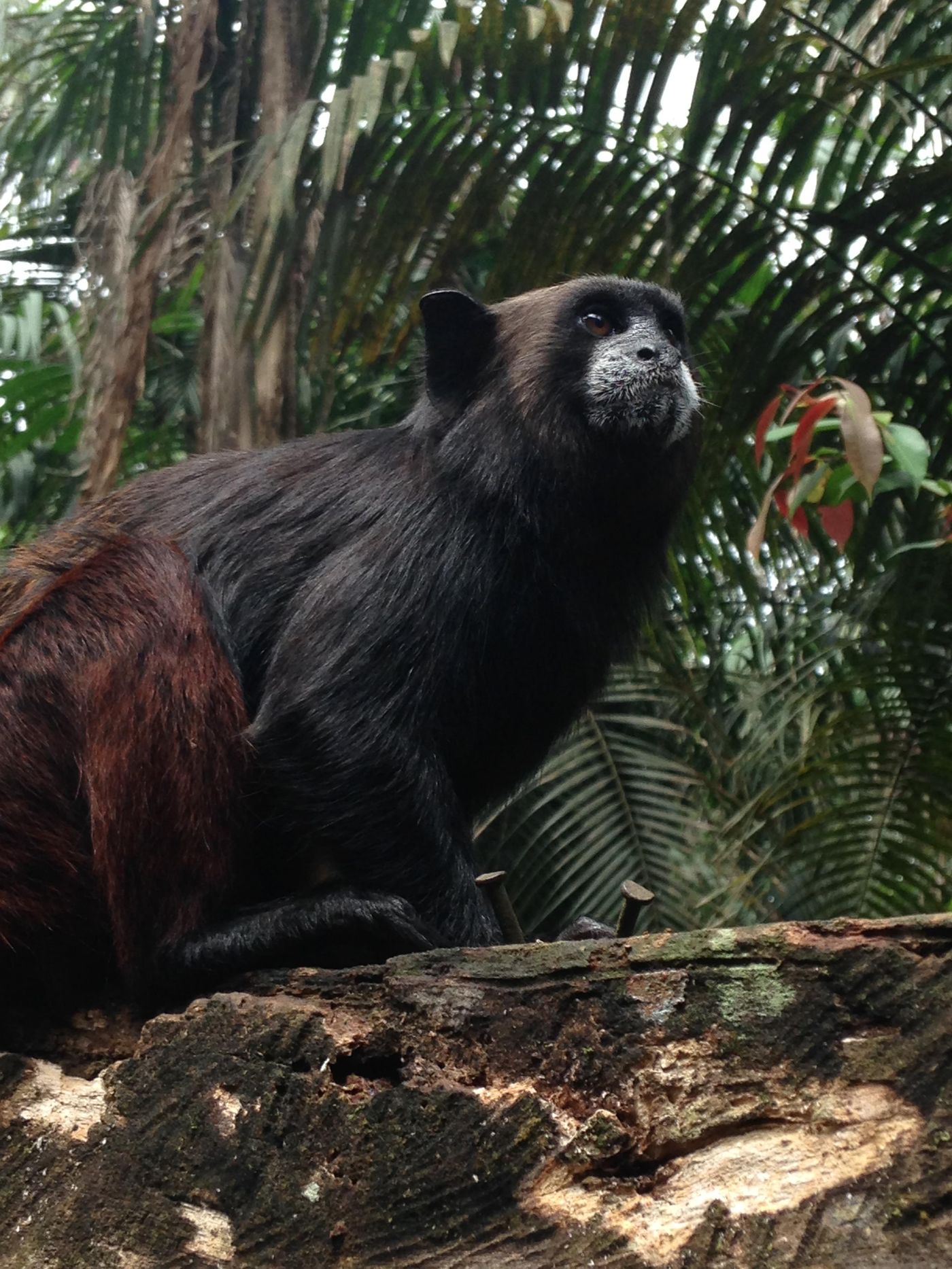 A white lipped tamarin, one of the completely wild ones who comes to steal lunch