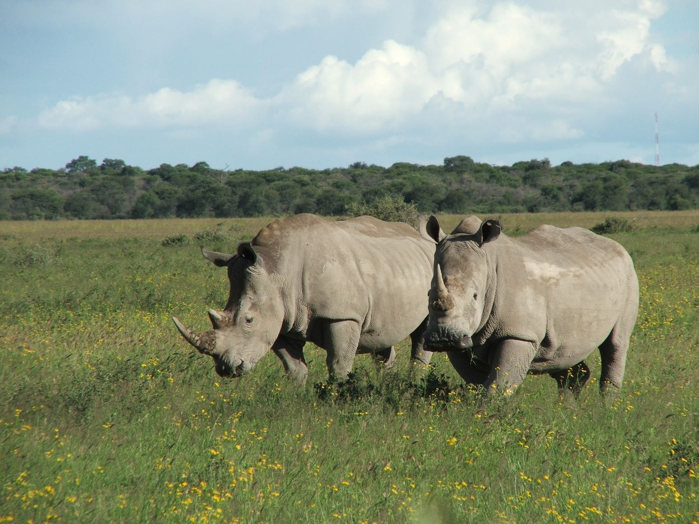 Poaching of the African rhino continues to increase after the sixth year of statistics.