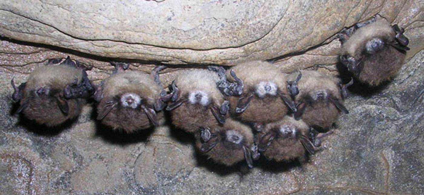 Bats in Washington affected by white nose syndrome