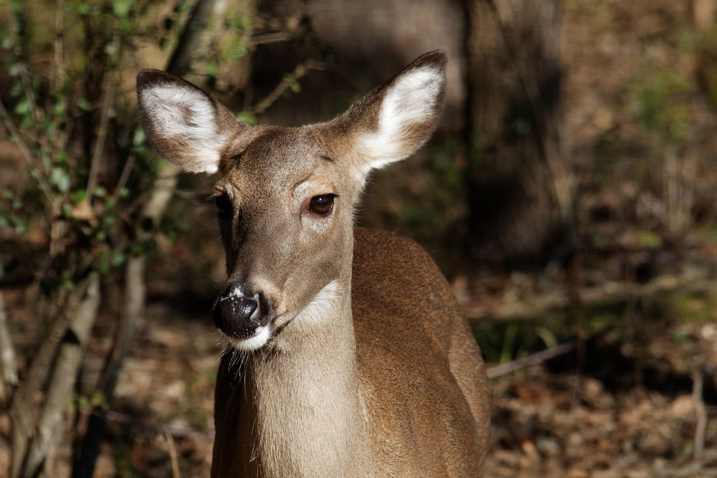 White-tailed deer typically stick to an herbivorous diet, but sometimes they go off looking for other minerals to munch on.