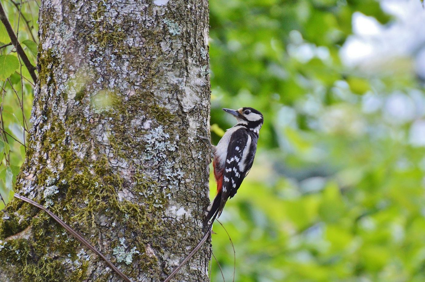 Do woodpeckers get brain damage from their repeated tree-pecking activities?