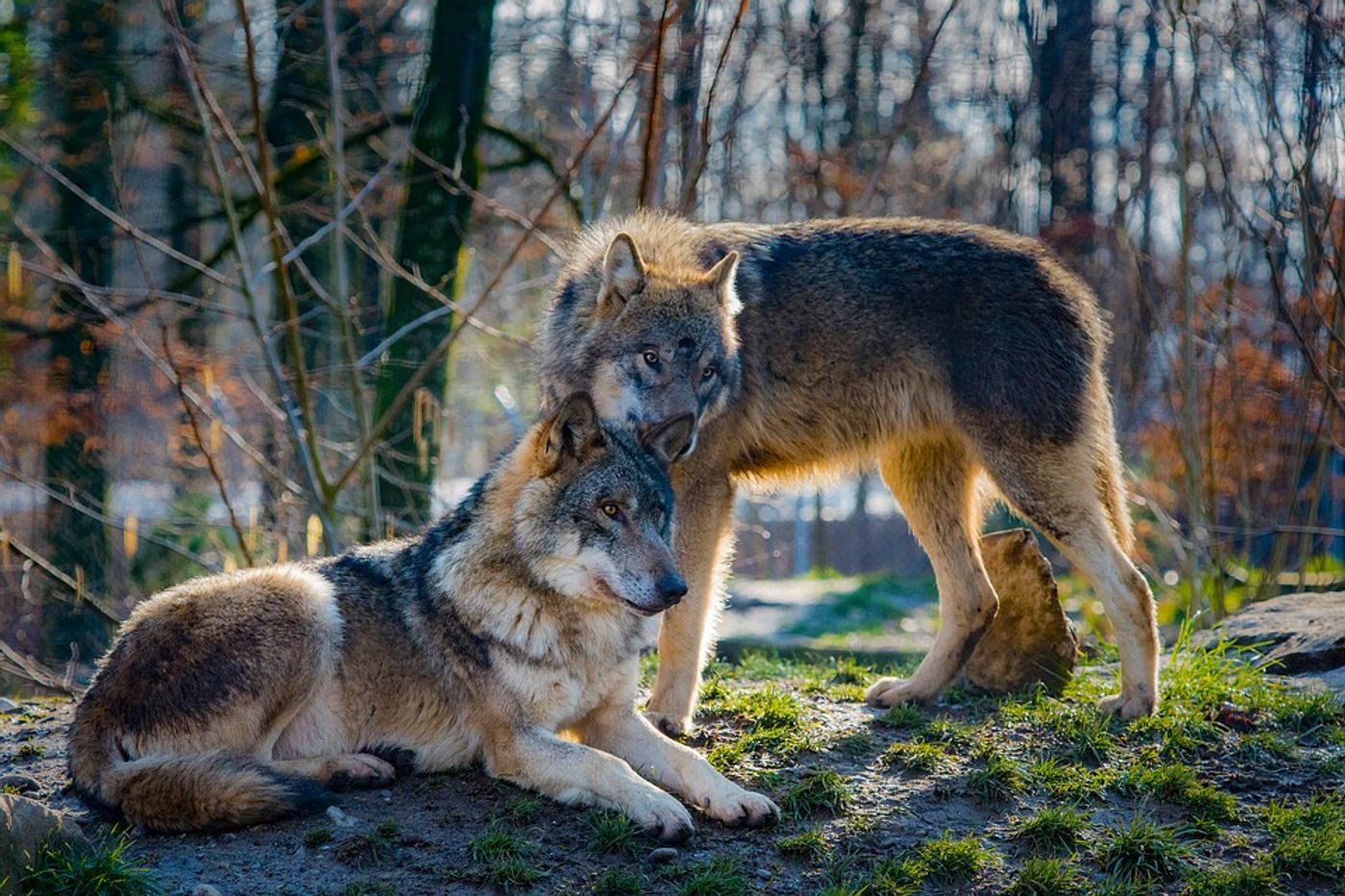 Introduction of Wolves to Yellowstone National Park Yielded Positive  Impact, Study Shows | Plants And Animals