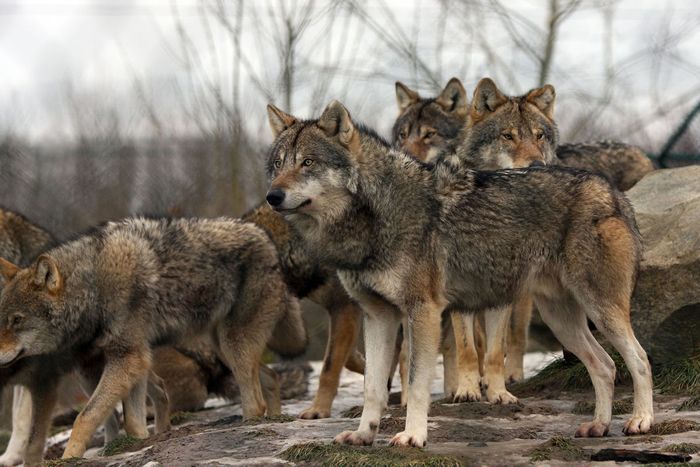 Gray wolves. Photo: www.ncwlife.com