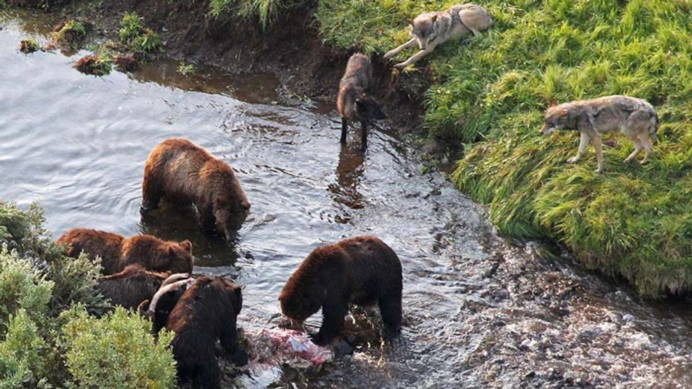 Brown bears vie with wolves for food