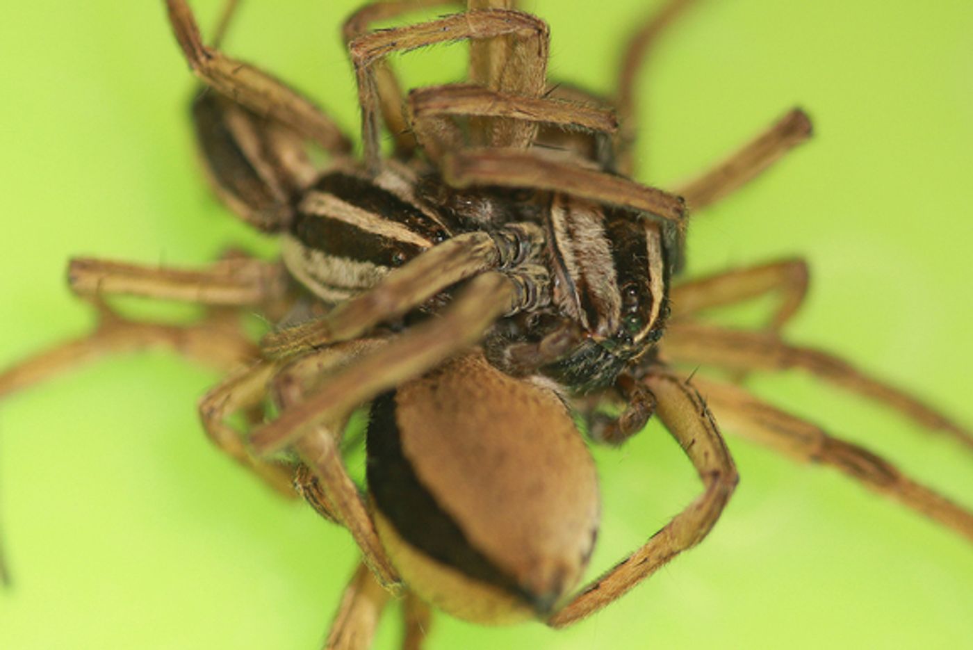 A threesome involving wolf spiders, as captured during the study.