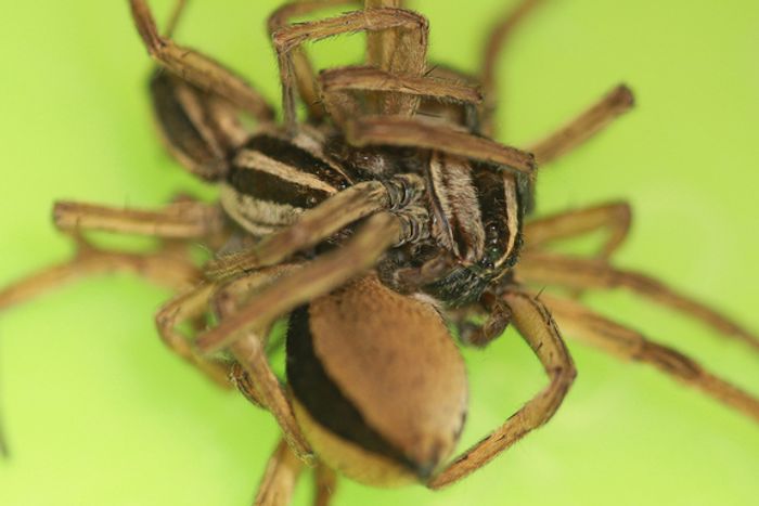 A threesome involving wolf spiders, as captured during the study.