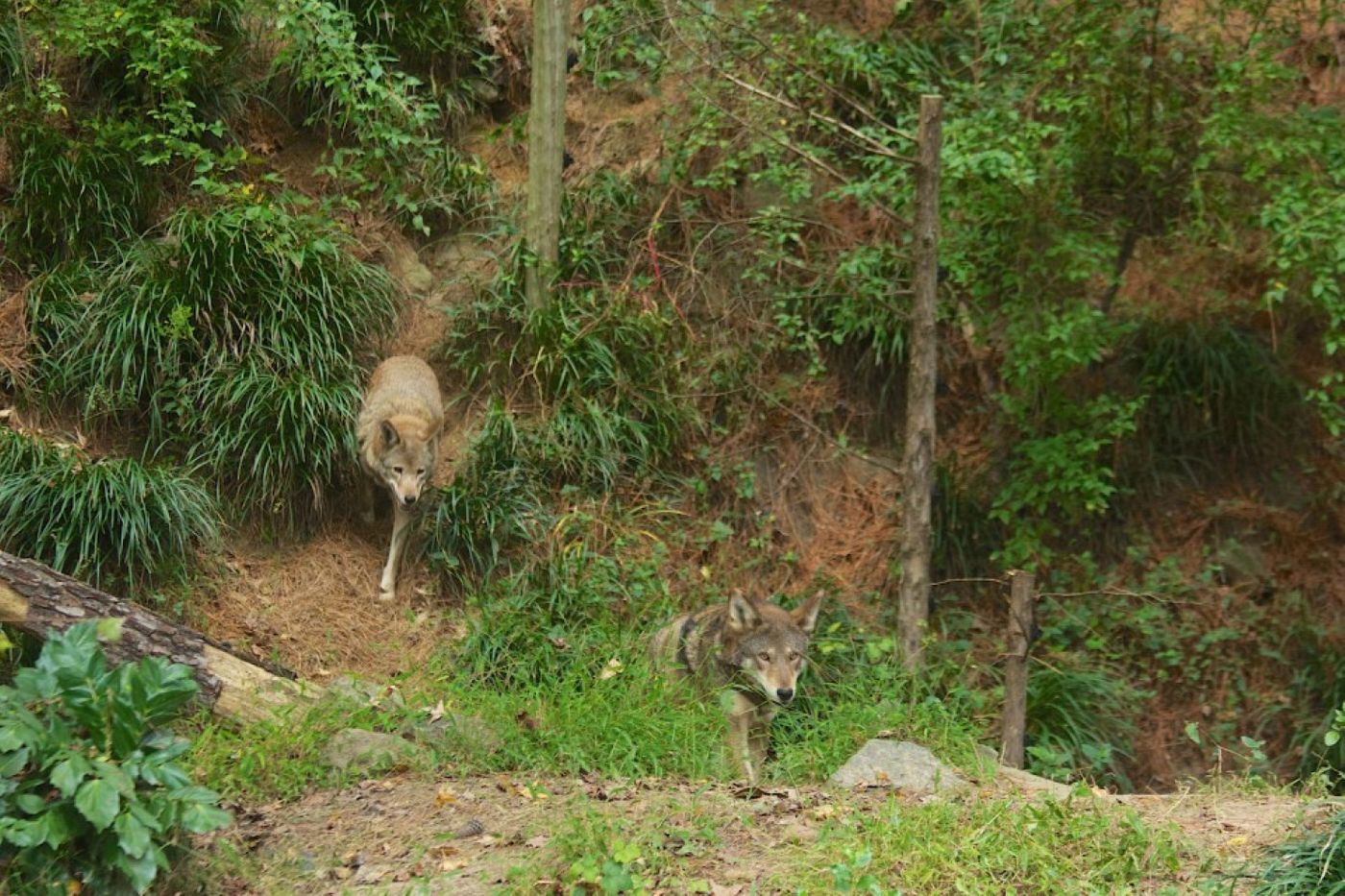 Red wolves at federal recovery program site at the Museum Life and Science in Durham, N.C. (B. Bartel/U.S. Fish and Wildlife Service)