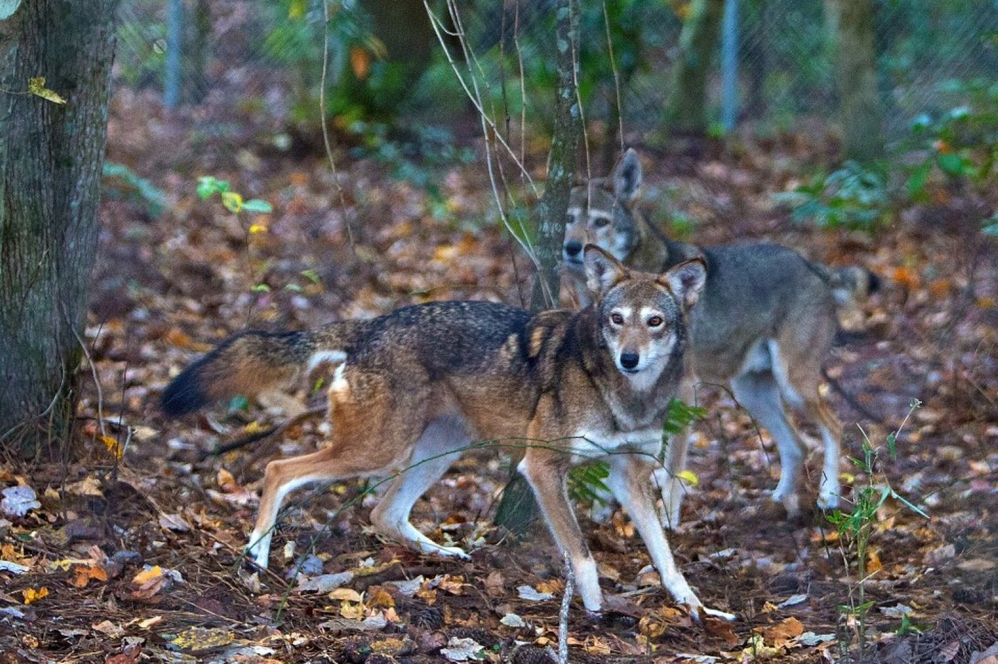 Two captive red wolves frolic behind Pocosin Lakes National Wild Refuge Red Wolf Education and Health Care Facility in North Carolina. (Hyunsoo Leo Kim/Virginian-Pilot via AP)